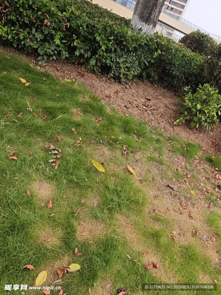戶外草地與綠植景觀