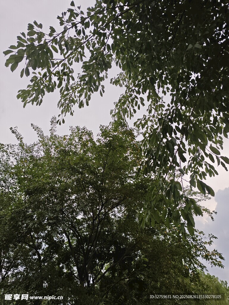 枝葉繁茂的綠樹景觀