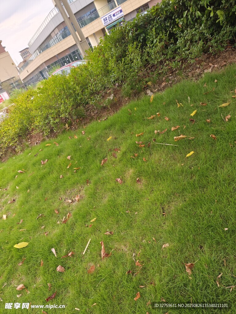 戶外翠綠草坪景觀