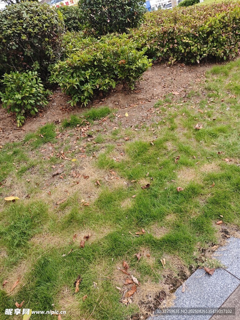 戶外草地與綠植景觀