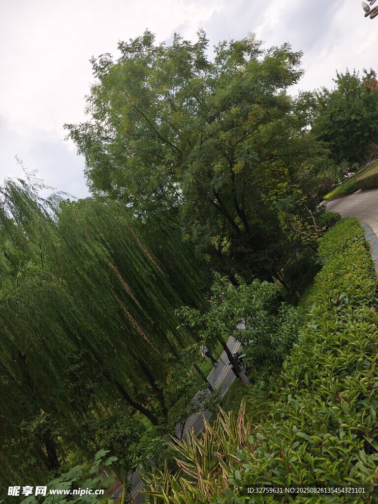 路邊蔥郁綠植景觀
