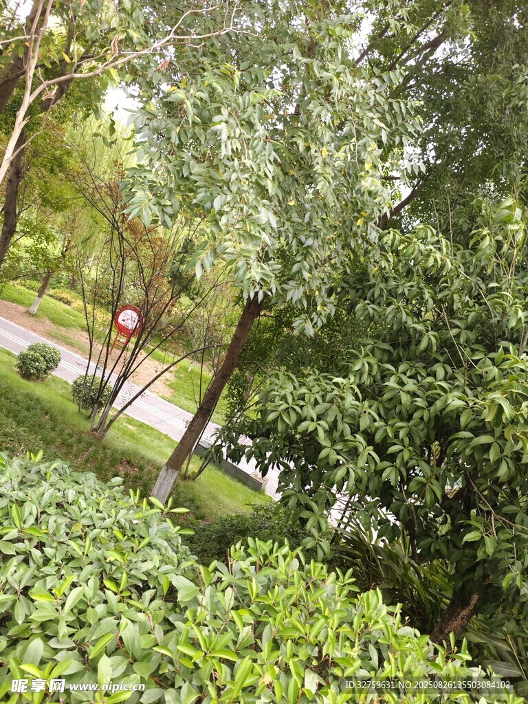 綠樹成蔭的清新戶外景致