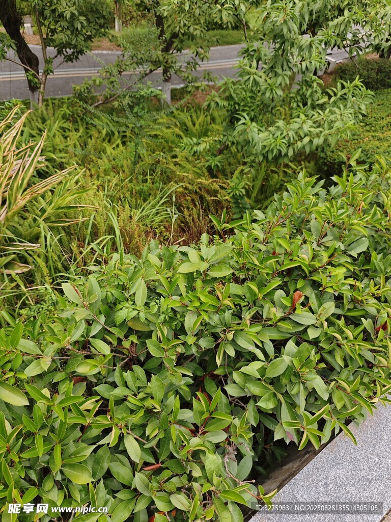 綠意盎然的城市綠植景觀