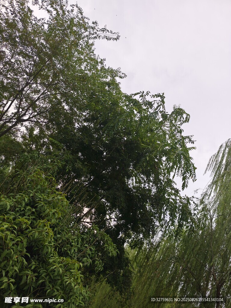 繁茂綠樹 