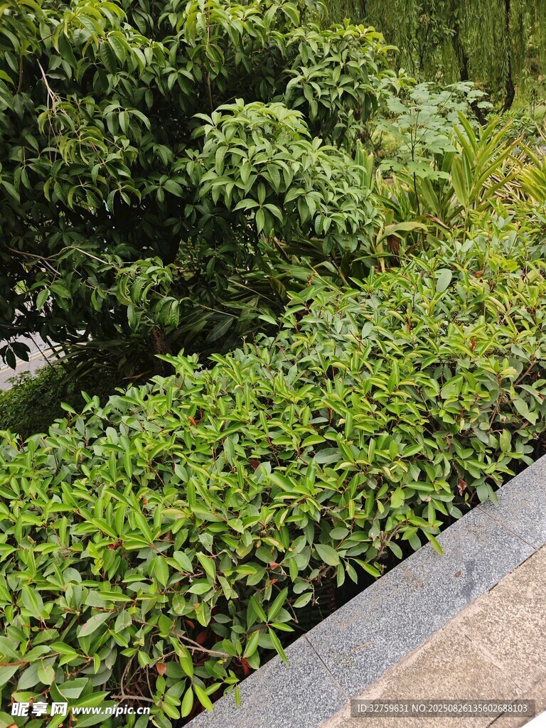綠植環(huán)繞的一隅