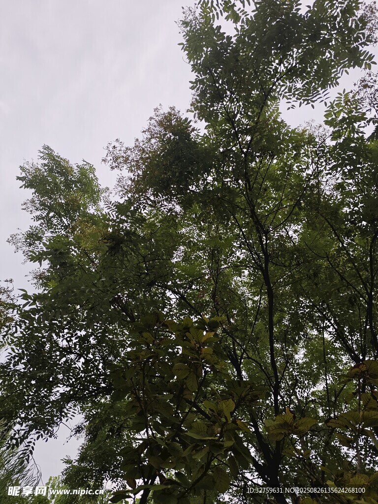 仰視蔥郁樹木