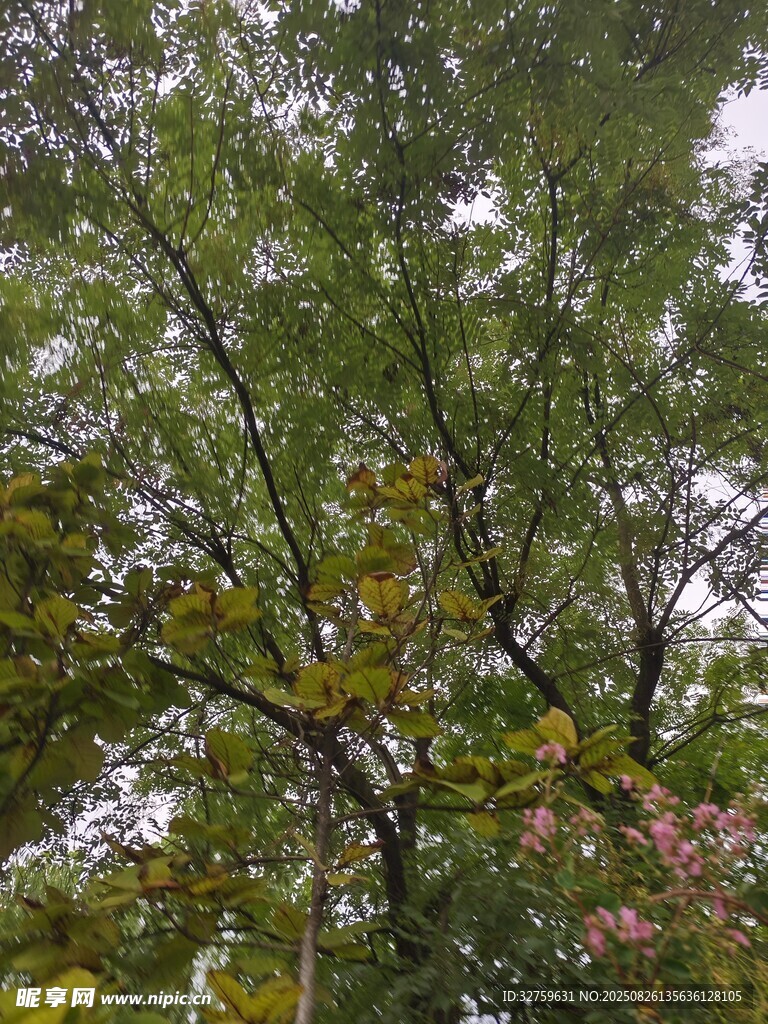 繁茂綠樹(shù)間的斑駁光影