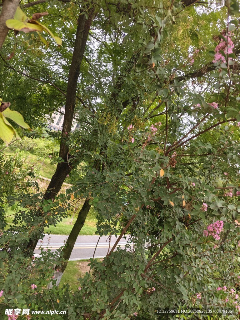 繁茂綠植間的自然景致