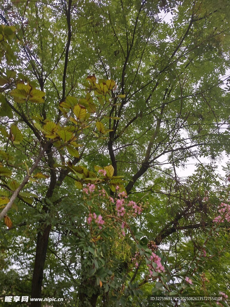 繁茂樹(shù)林中的多彩枝葉