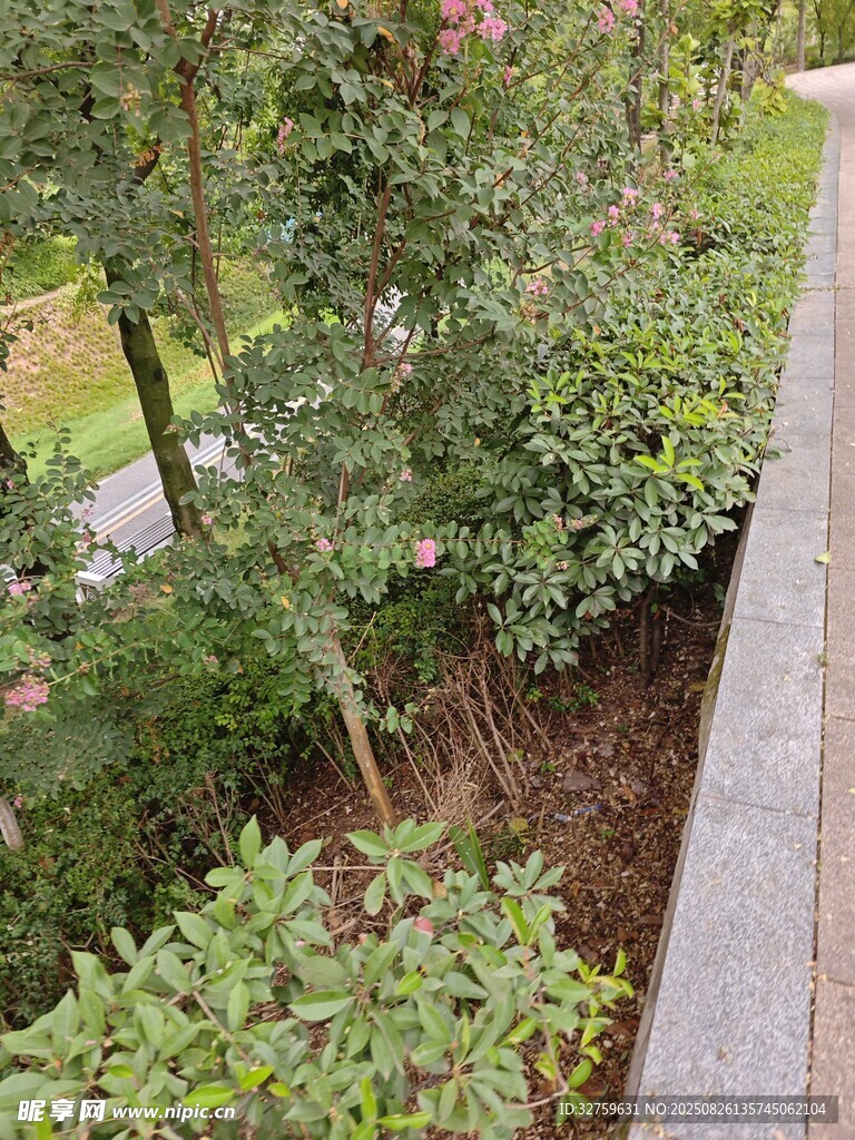 路邊繁茂綠植景觀