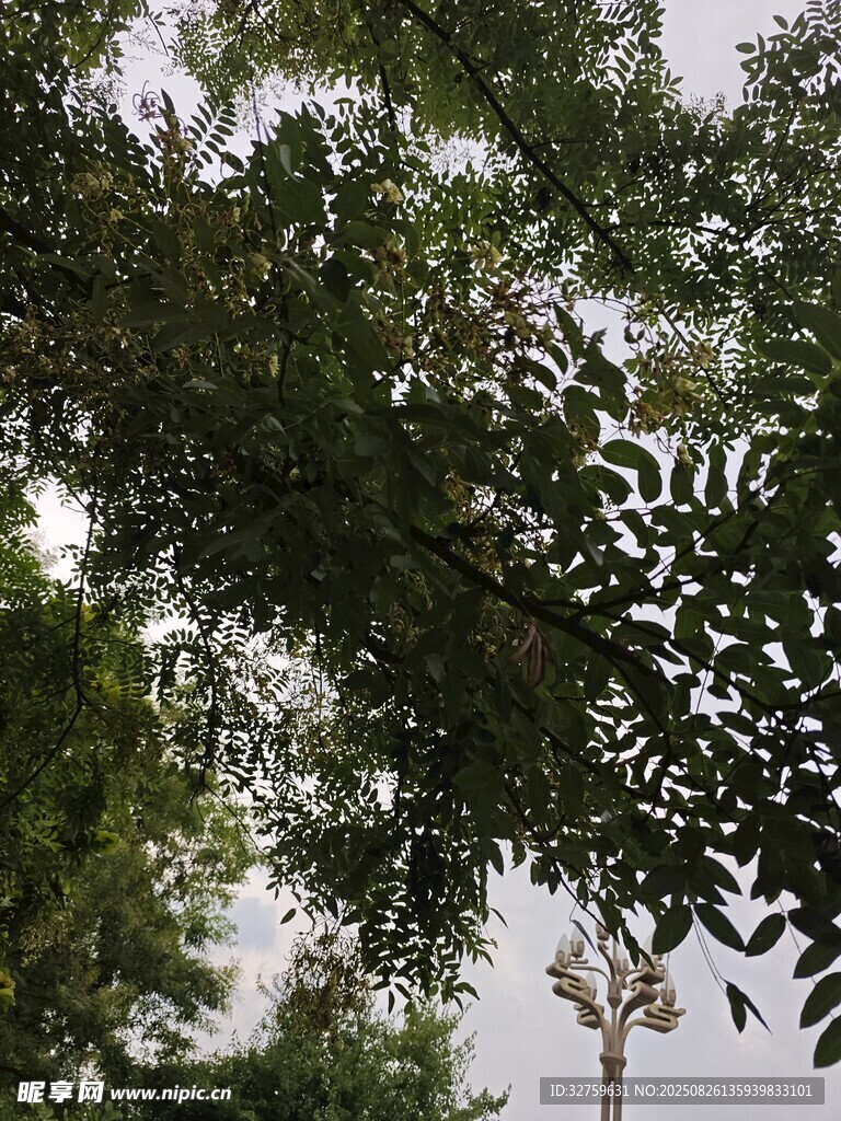 仰視繁茂枝葉