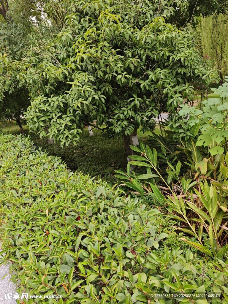 綠意盎然的自然植物景觀