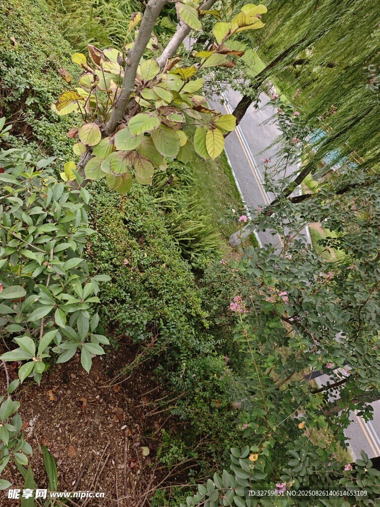 花園中的綠植景觀