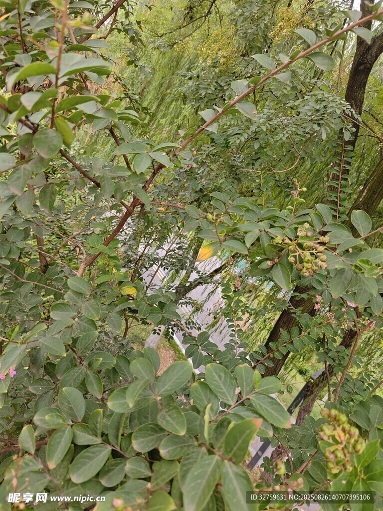 繁茂綠植中的自然景致