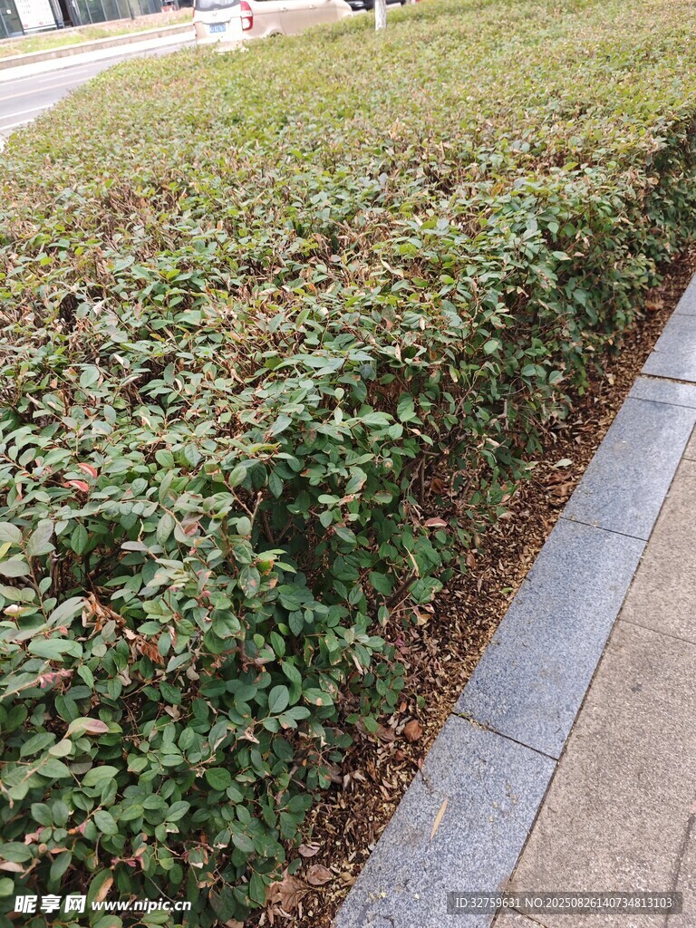 路邊整齊的綠色灌木叢