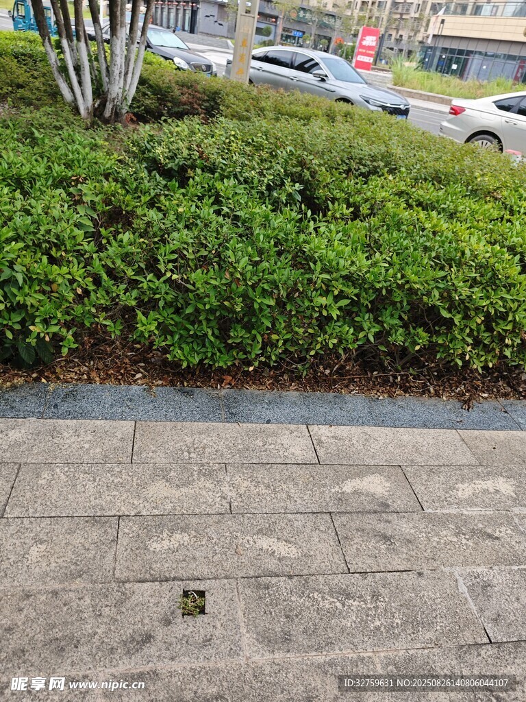 城市街邊綠植與磚石路面