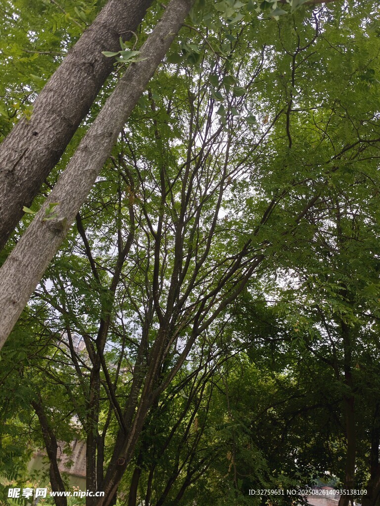 茂密樹林中的高大樹木