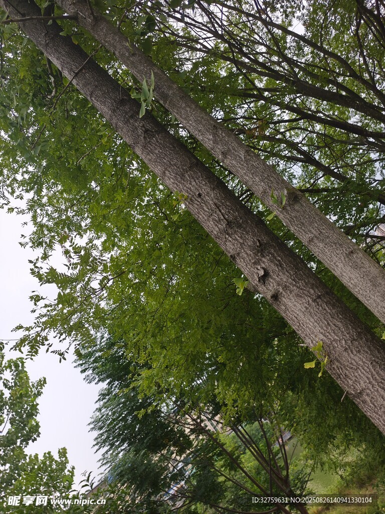 仰視茂密樹林中的高大樹木