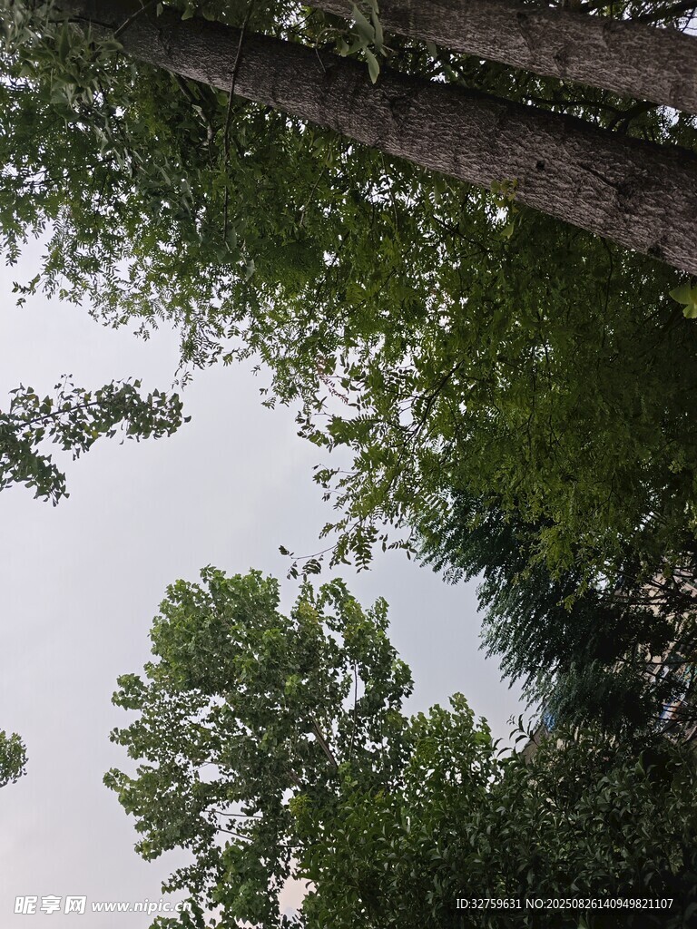 仰視茂密樹林中的樹干