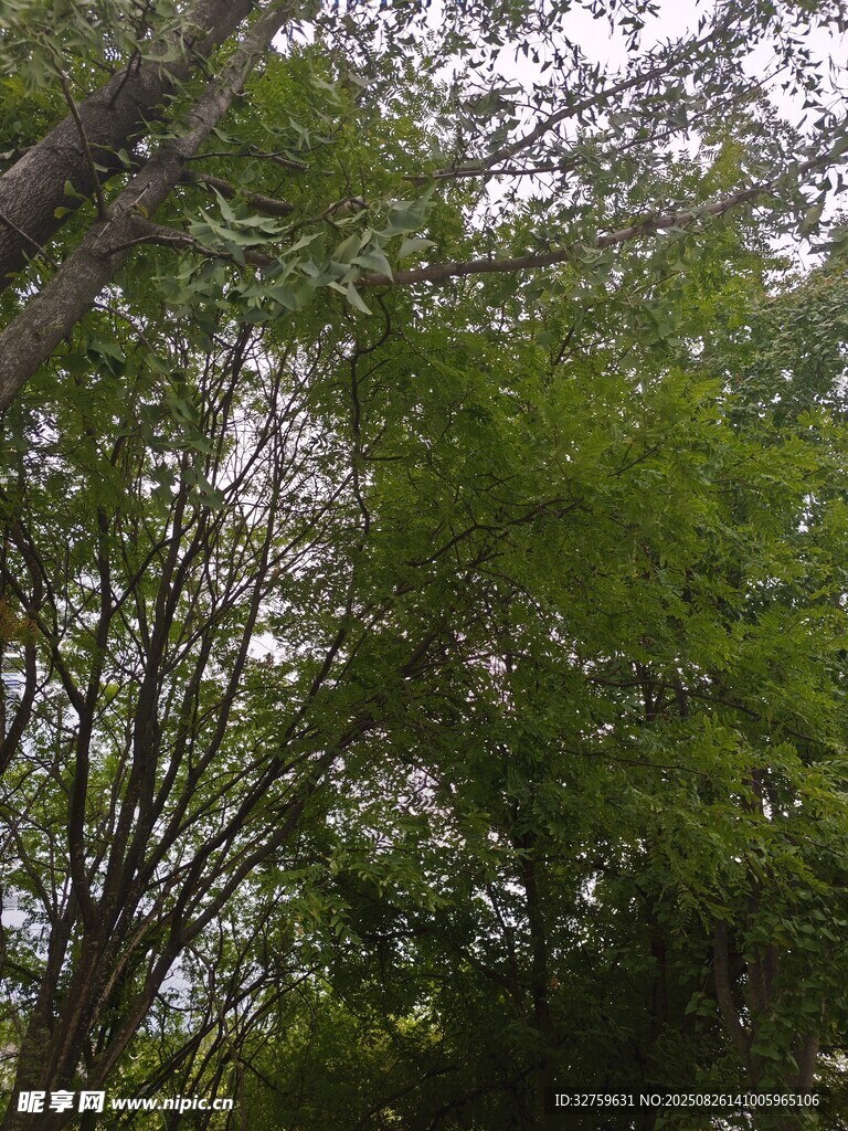 茂密樹林中的繁茂枝葉