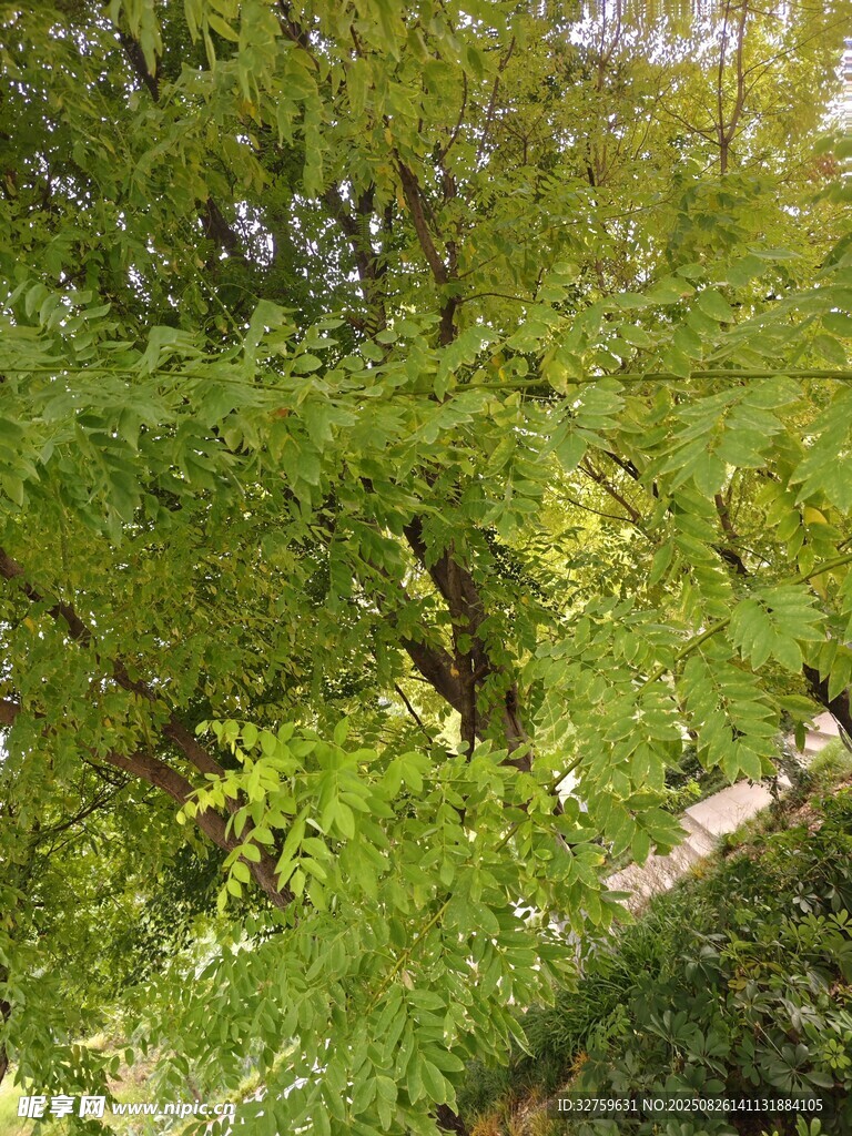 翠綠繁茂的林間枝葉