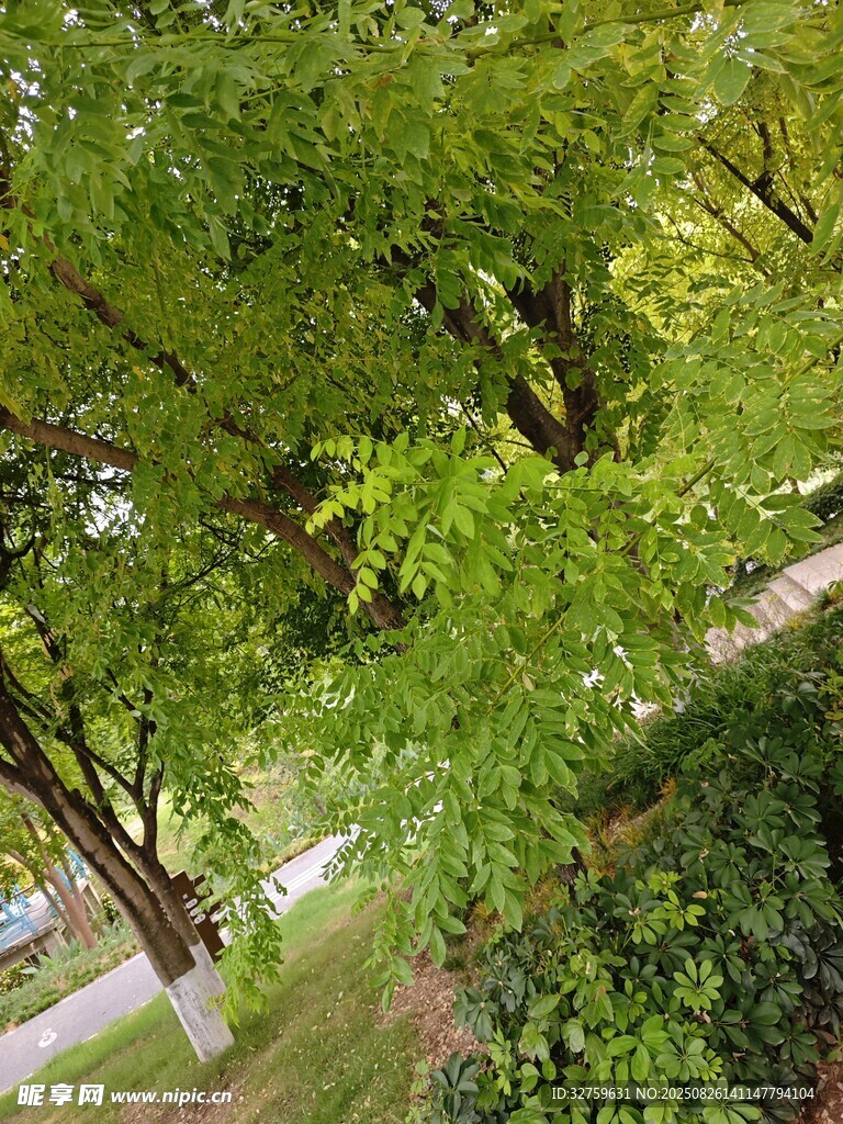 夏日綠蔭下的靜謐小路