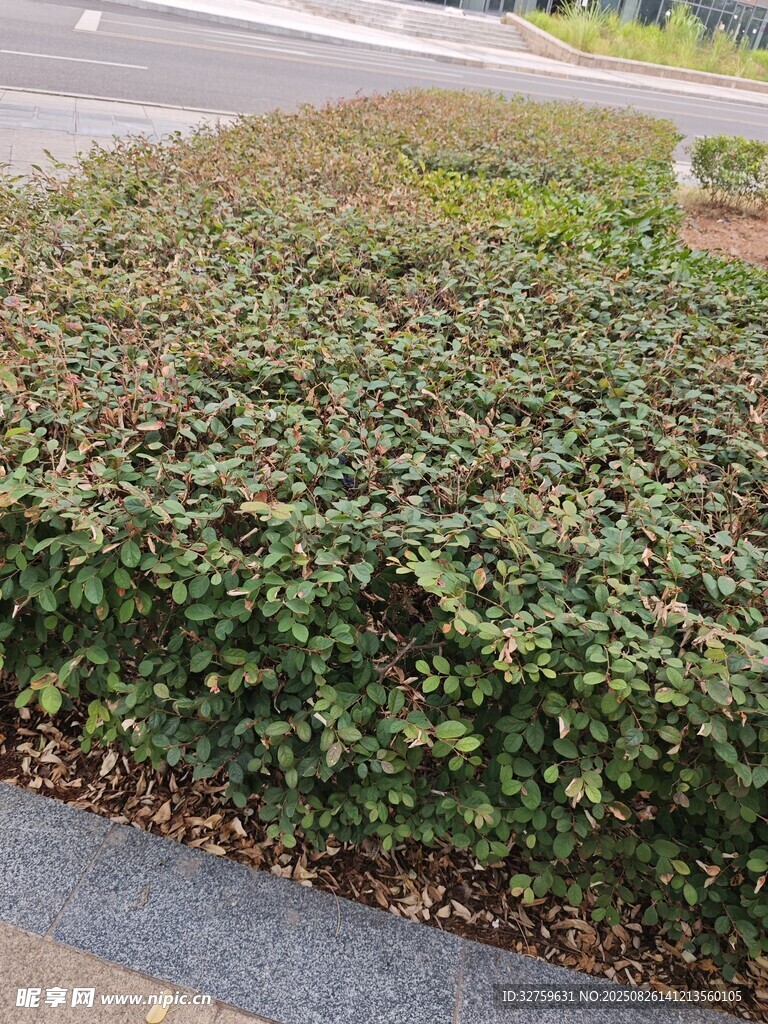 路邊繁茂的綠色灌木叢