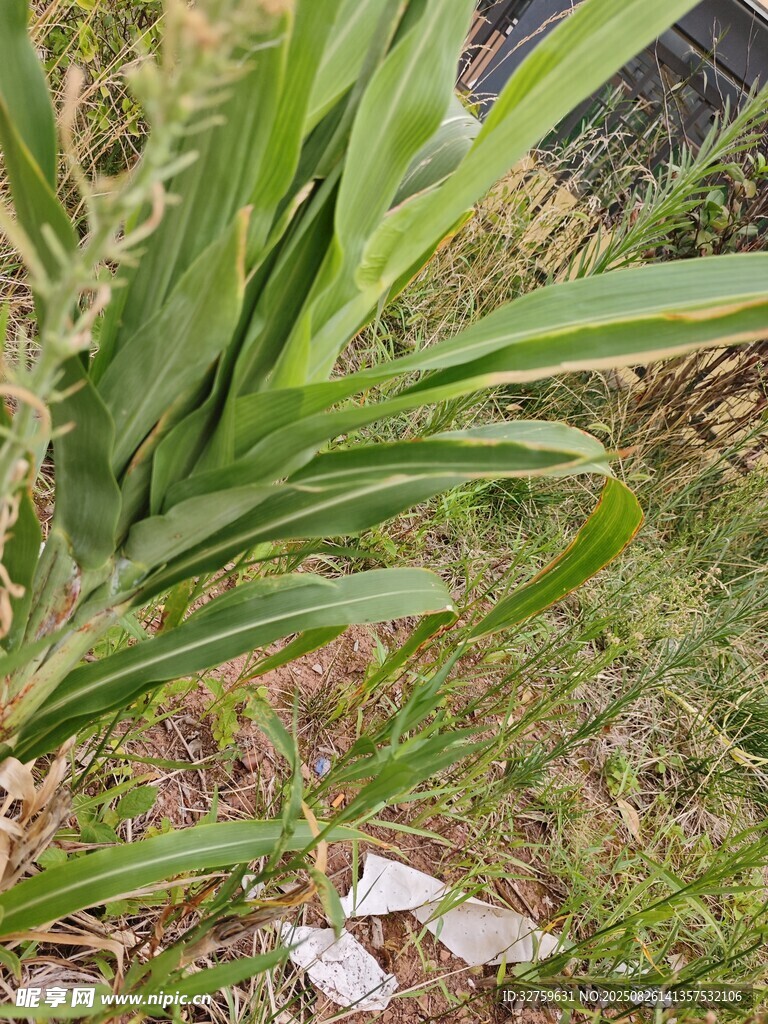 玉米植株與地面雜物