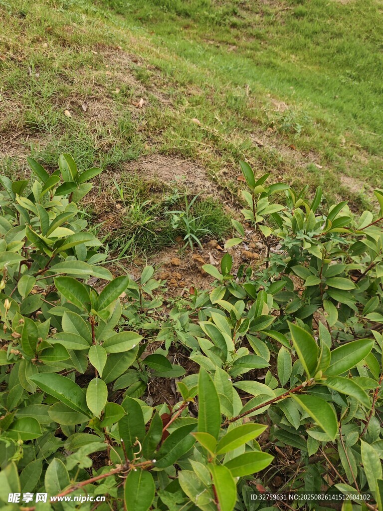 山坡上的綠色植物景觀