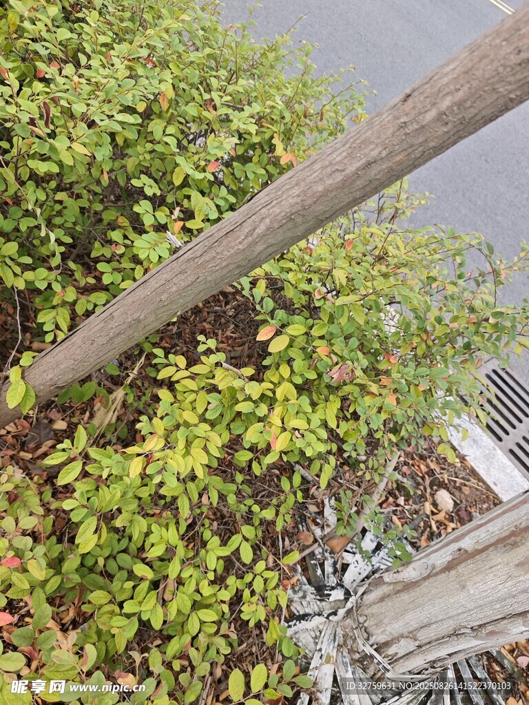 木桿旁的繁茂綠植