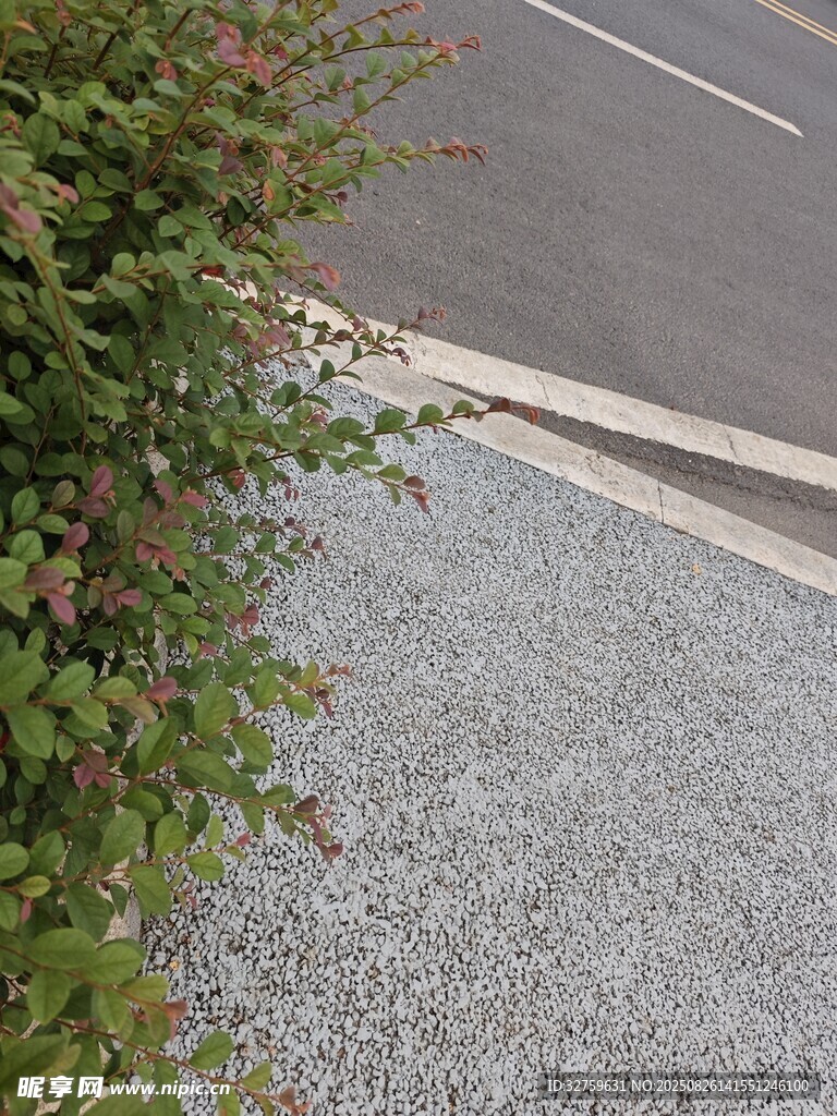 路邊碎石旁的綠植