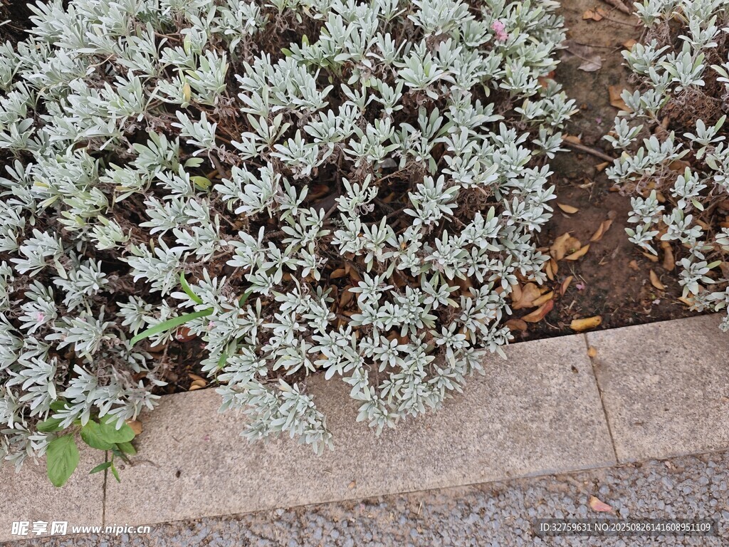 路邊銀葉植物景觀