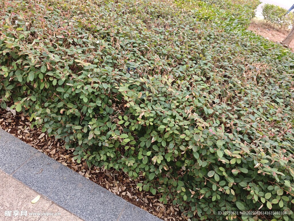 路邊繁茂的綠色低矮植物