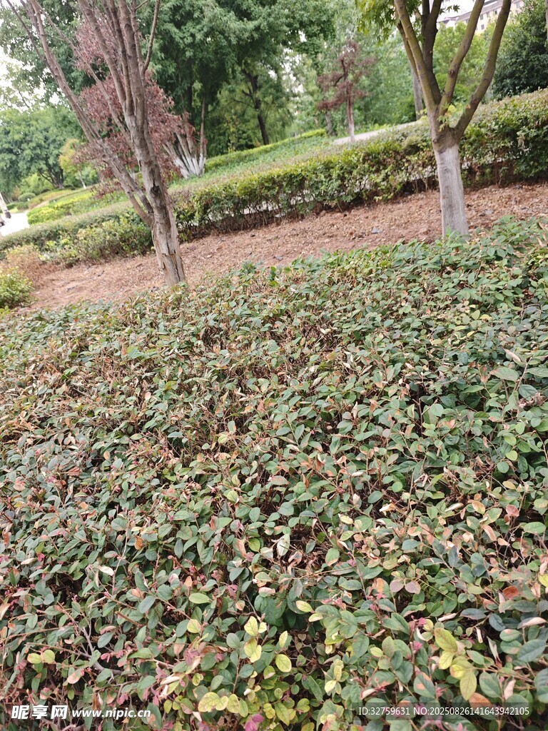 地面綠植景觀