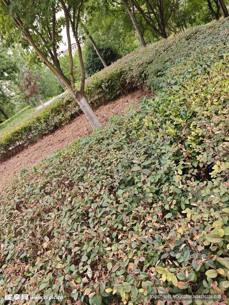 綠意盎然的園林植物景觀