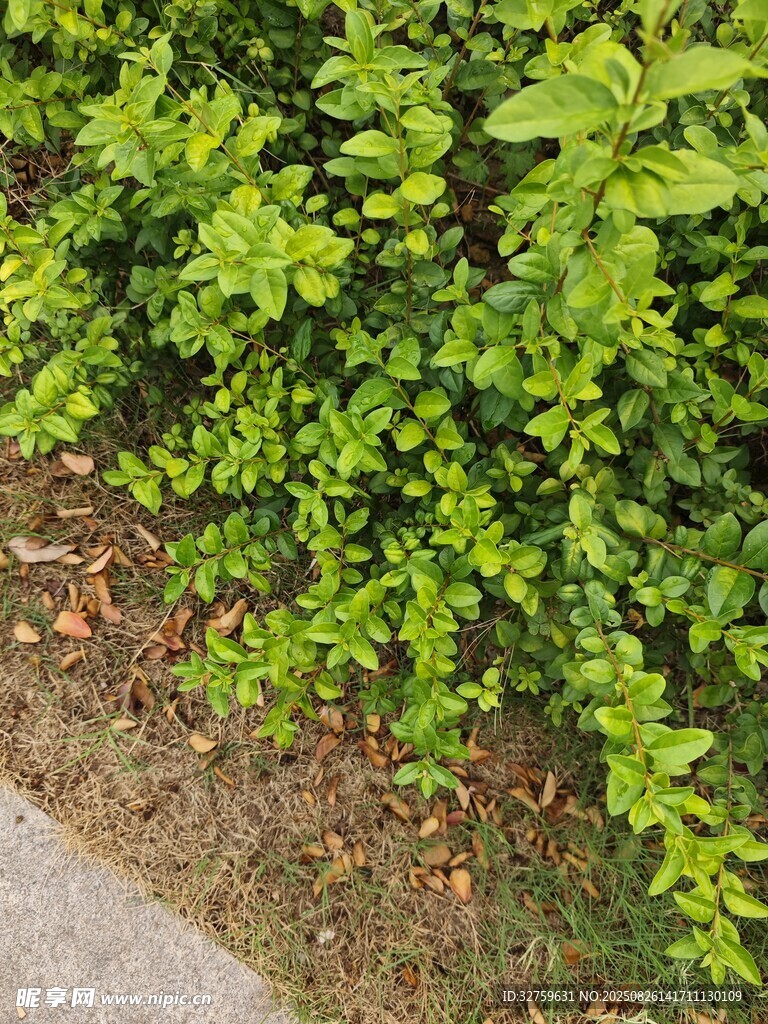 路邊翠綠繁茂的灌木叢