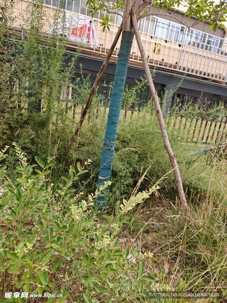 戶外綠植中的藍色支架