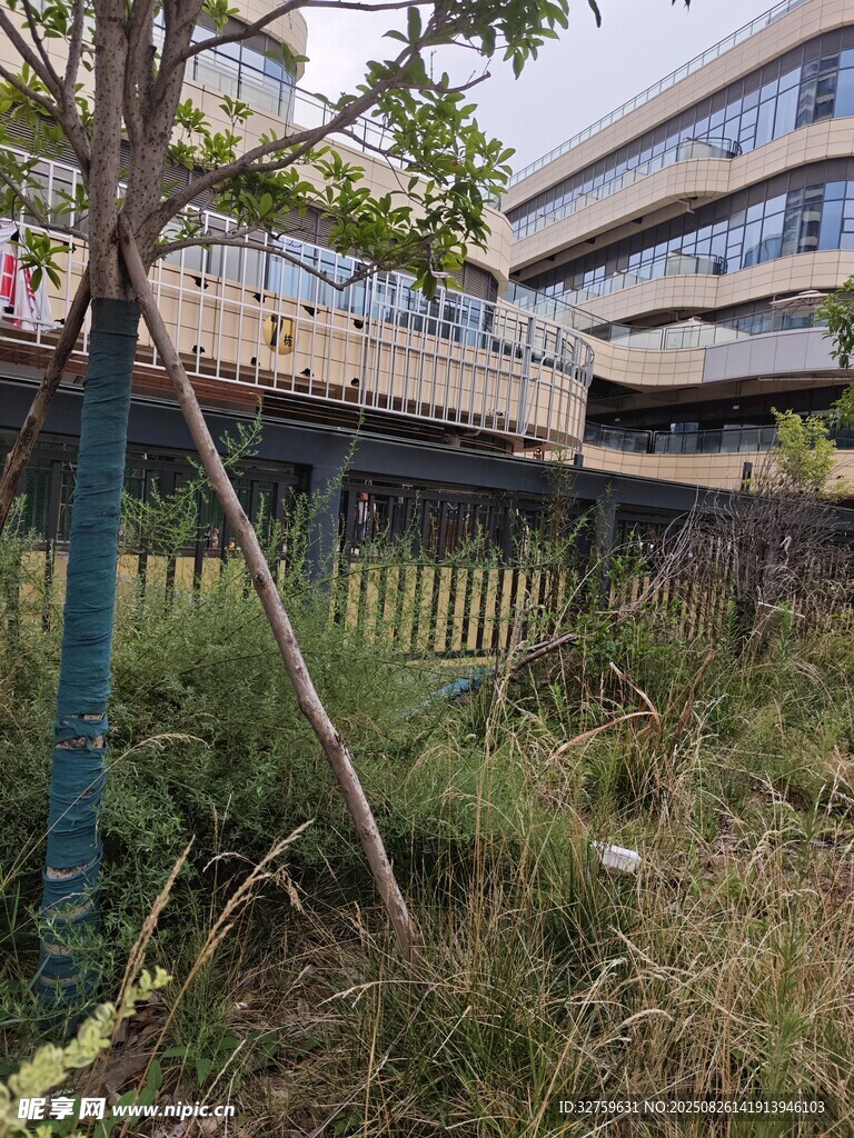 荒廢圍欄旁的雜亂植被