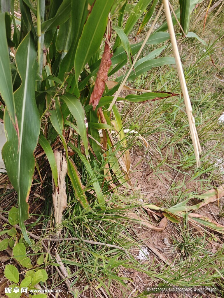 玉米植株倒伏在田地中