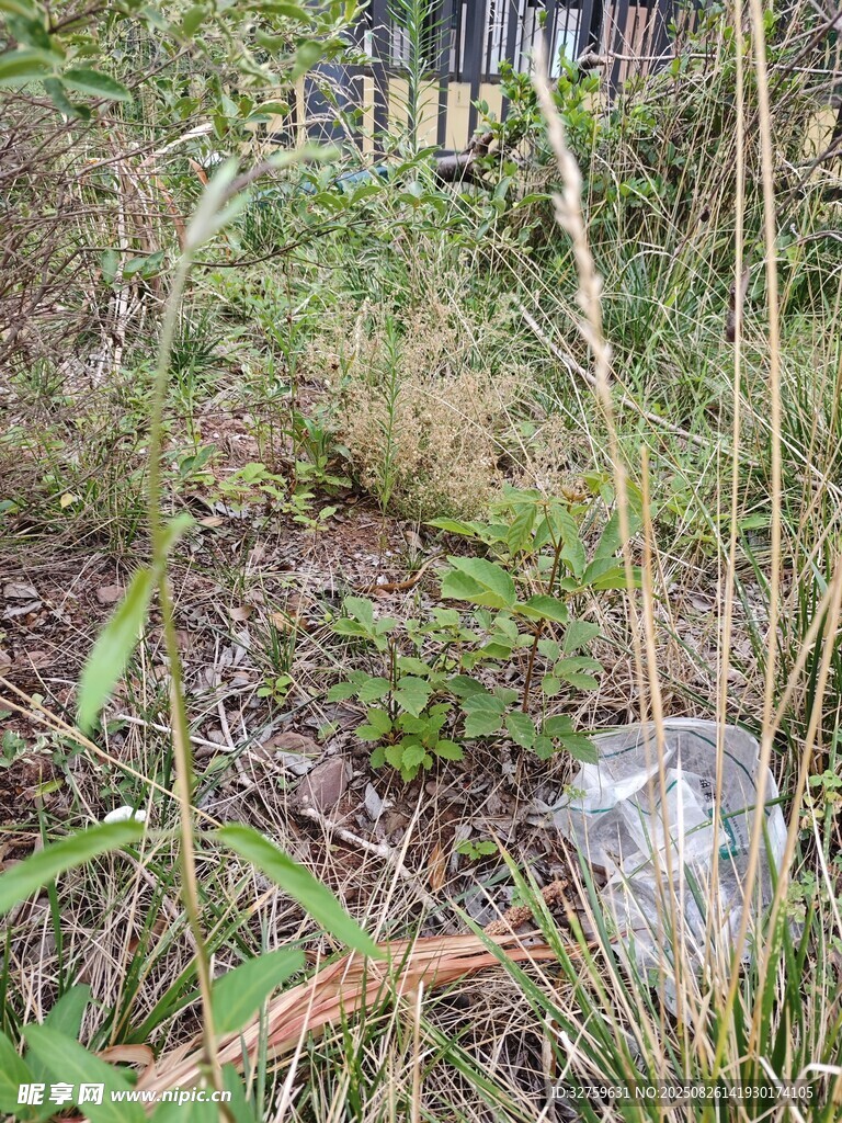 野外叢生的多樣植物景觀