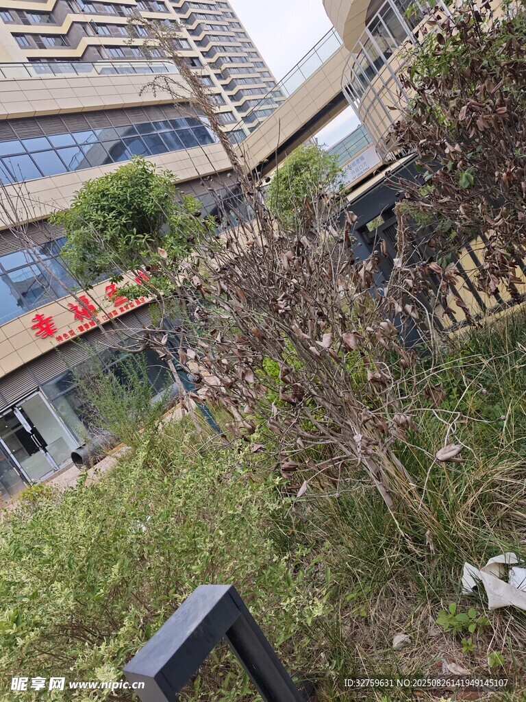 城市中荒廢綠植覆蓋區(qū)域