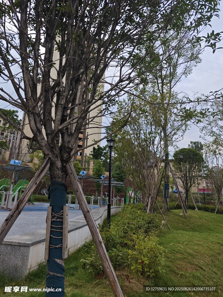 公園中造型獨(dú)特的樹木