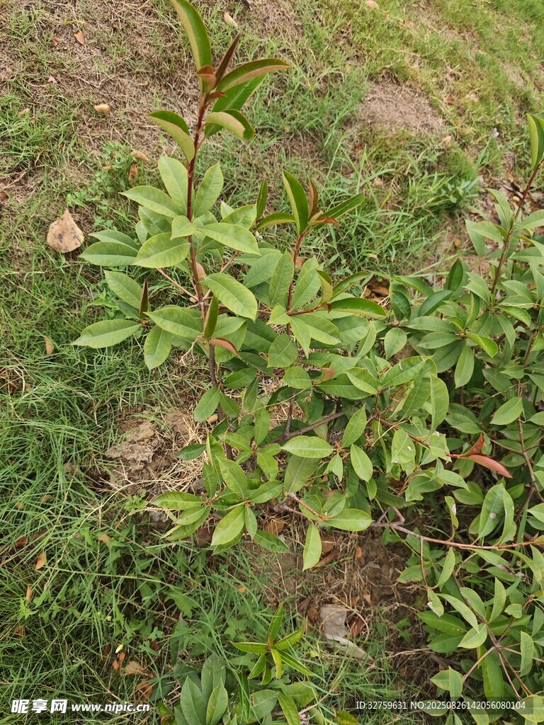 地面上的綠色植物群落