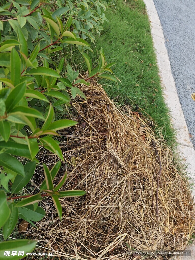 路邊綠植旁的干草堆