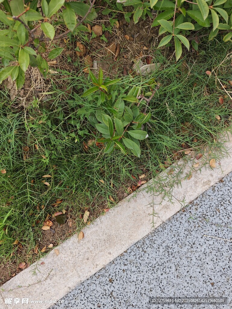 路邊綠植