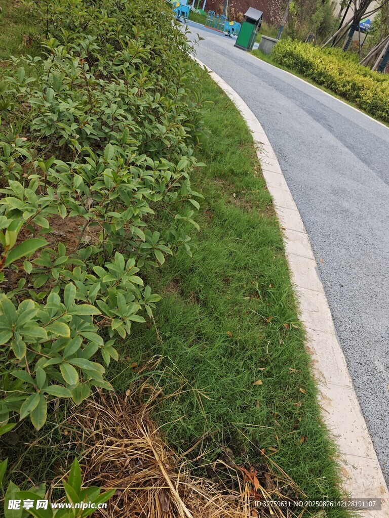 蜿蜒小路旁的綠植景觀