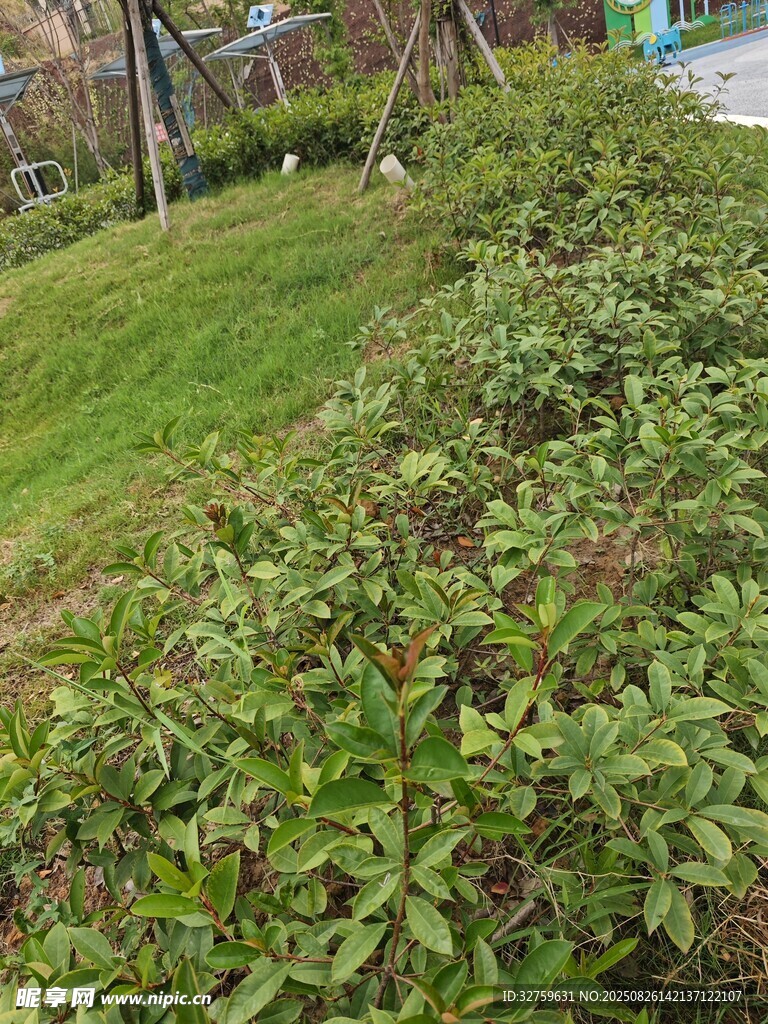 綠意盎然的戶外植物景觀