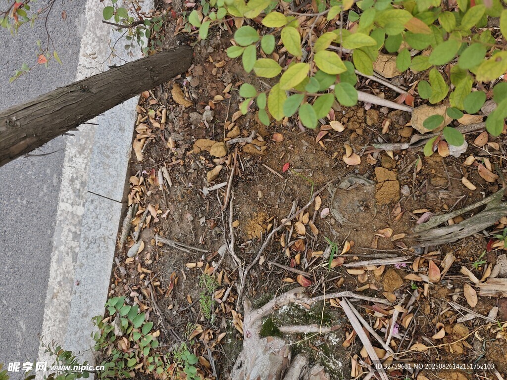 路邊植物與落葉景象