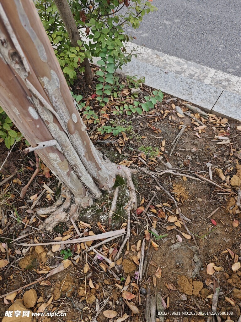 樹根裸露于地面的景象
