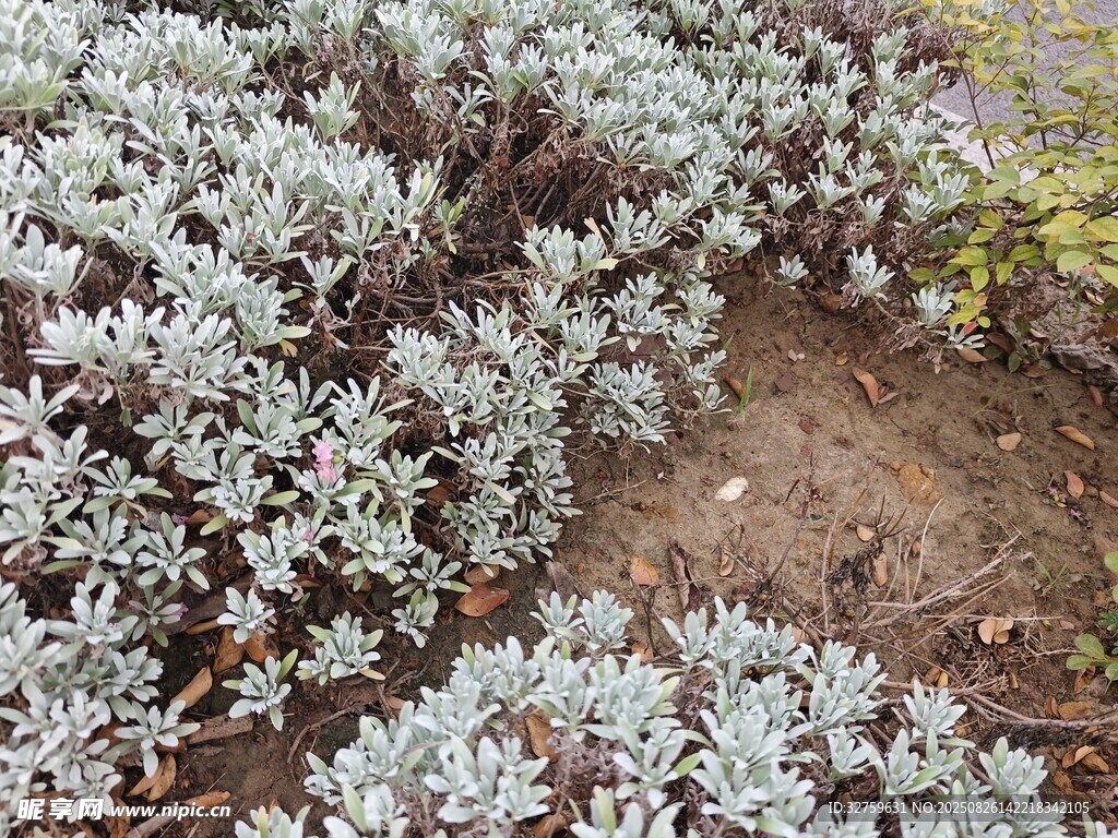 銀葉植物特寫
